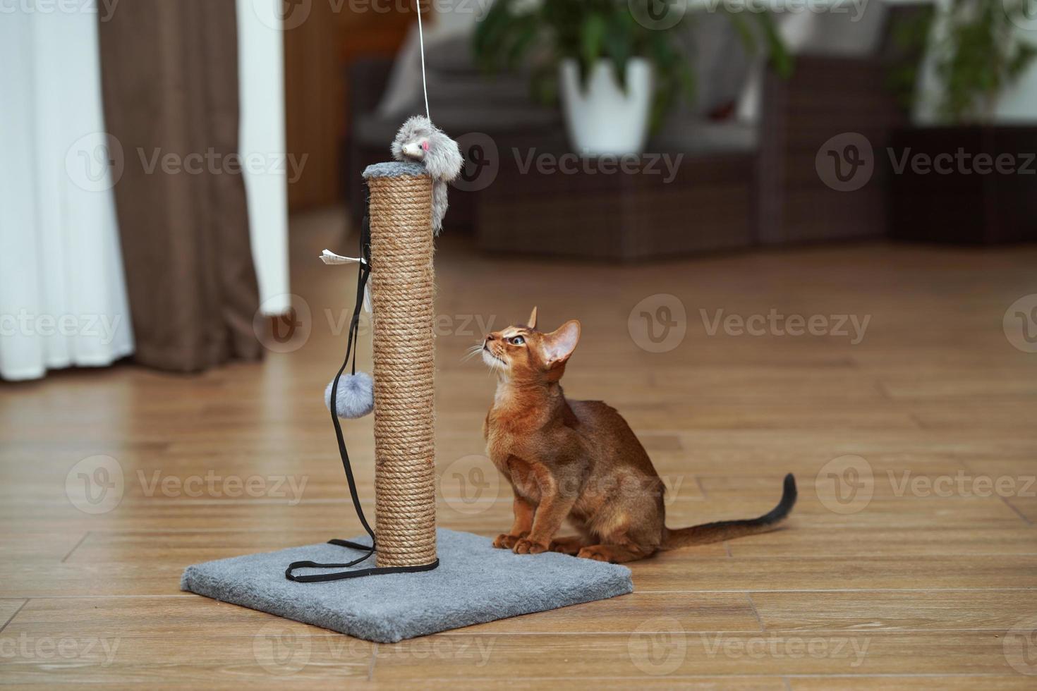 An abyssinian cat sitting on the floor looking at the scratching post photo