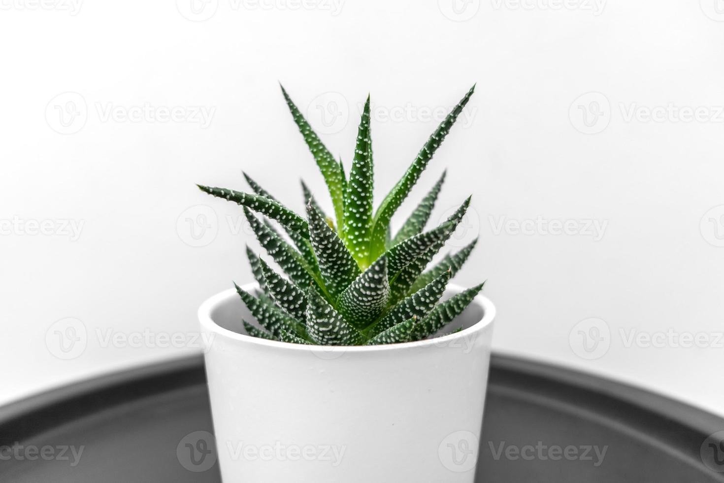 A sansevieria flower in a white pot standing on a black table photo