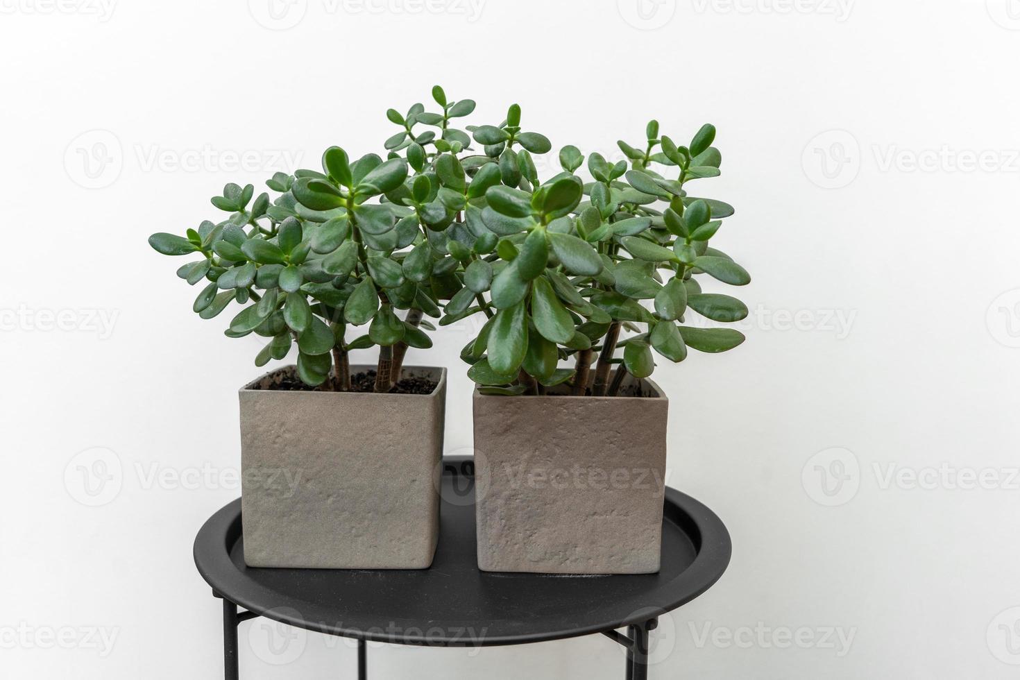 Green succulents in a grey concrete pots standing on the black table photo