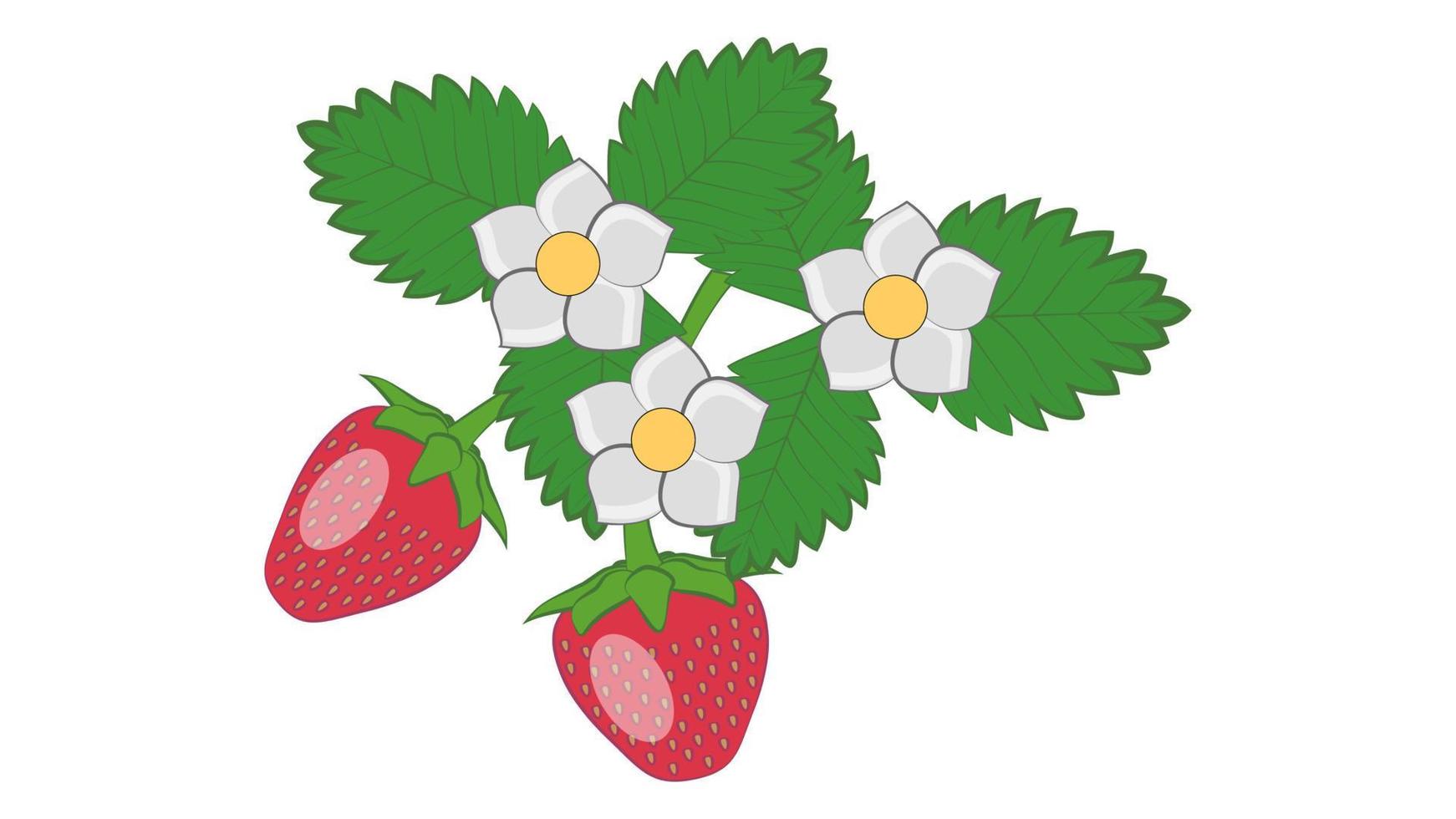 Fresas con adorno de hojas y flores aislado sobre fondo blanco. vector