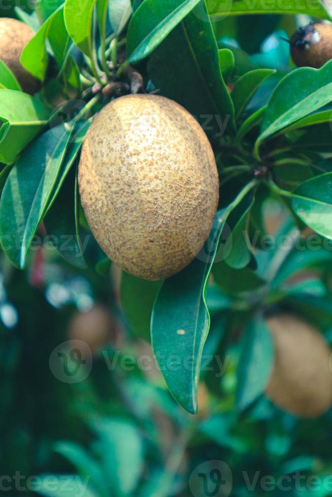 manilkara zapota o sapodilla es una fruta tropical que generalmente es fácil de encontrar en indonesia. foto