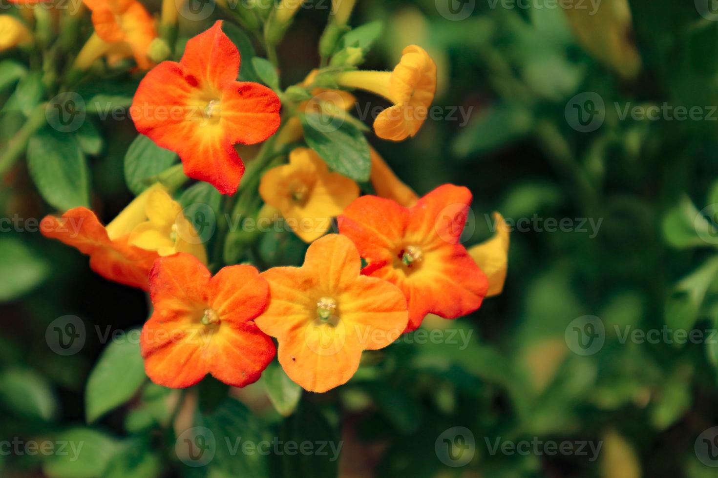 Marmalade Bush has the Latin name Streptosolen jamesonii, has a funnel