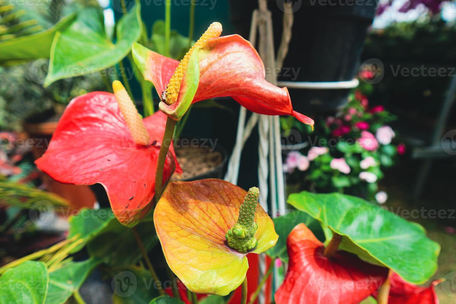 Anthurium andraeanum has a very romantic flower, which resembles a