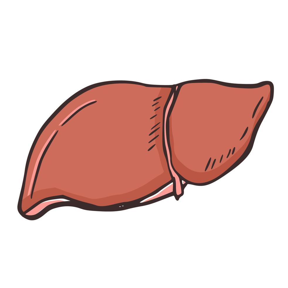 Liver organ anatomy human illustration icon vector element