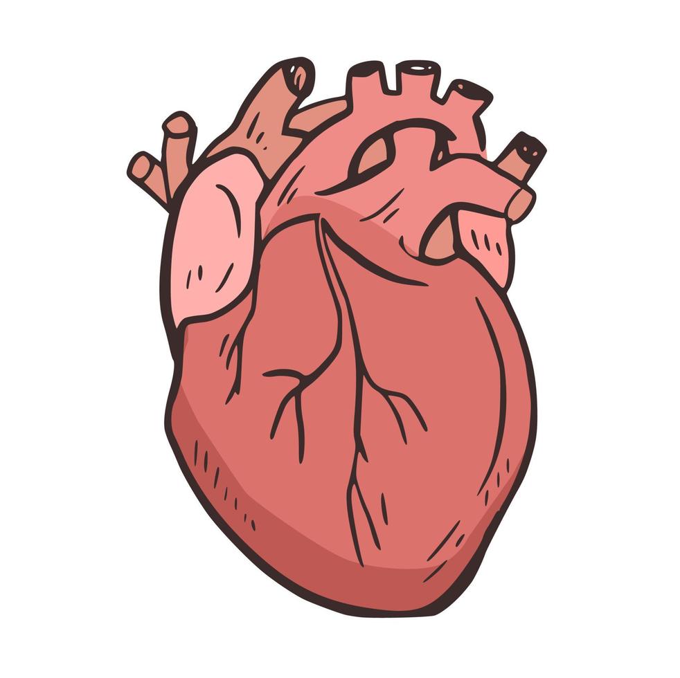 corazón órgano anatomía humana ilustración icono vector elemento