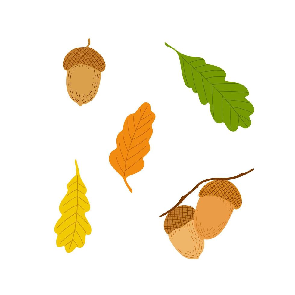 Acorn, oak tree seed and leaves set, simple hand drawn flat style vector illustration, autumn fall design element, thanksgiving holiday celebration, harvest time concept, decor