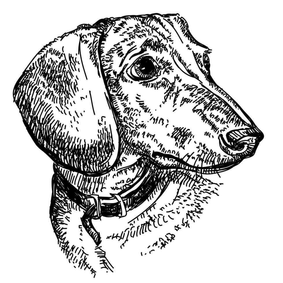 Dachshund portrait vector hand drawing illustration