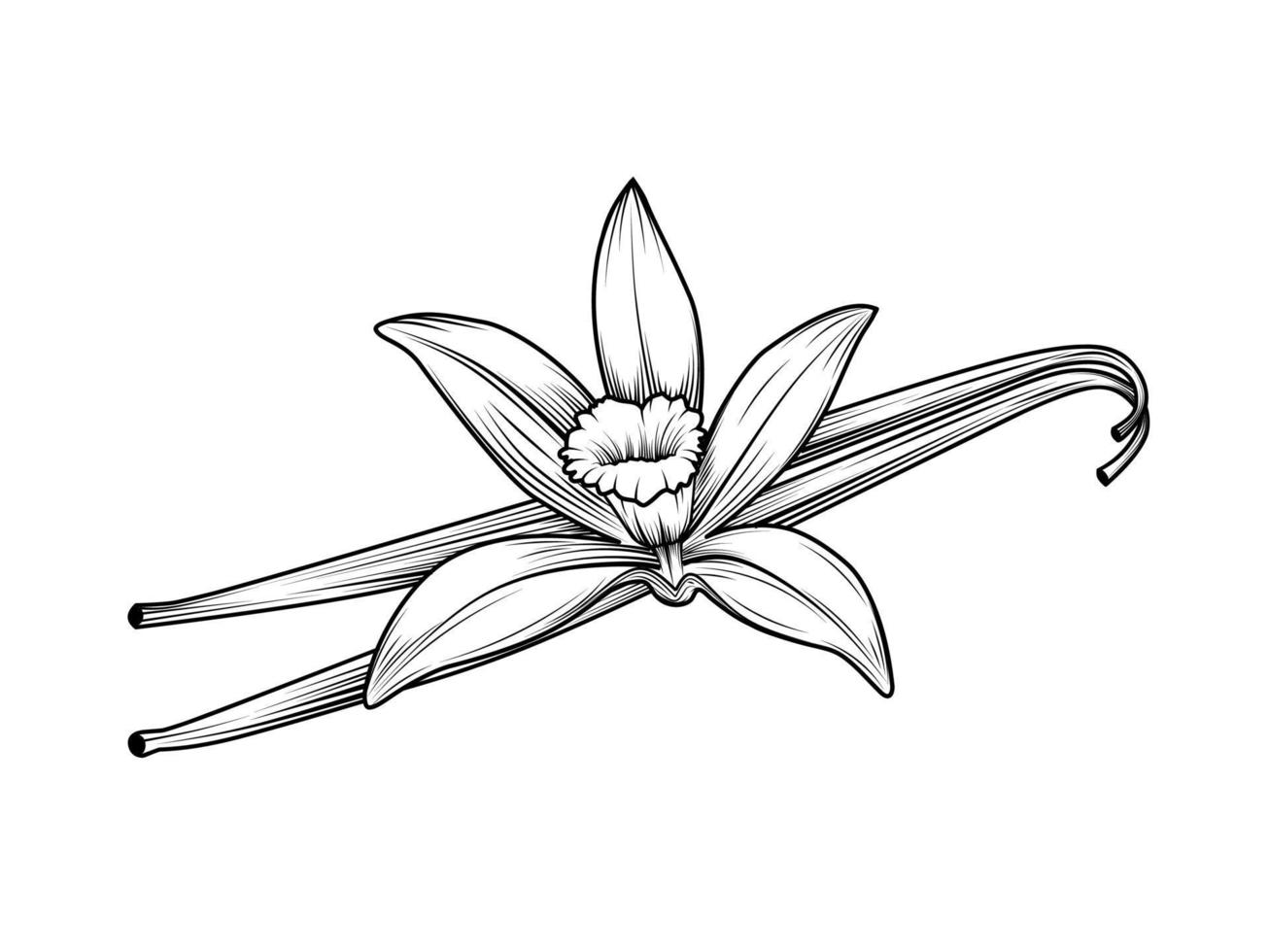 boceto de flor de vainilla con tallos de vainilla secos. diseño de estilo antiguo. Aislado en un fondo blanco. ilustración vectorial vector