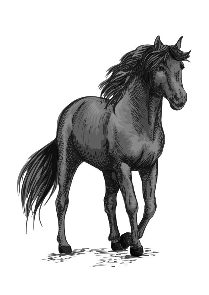 Horse walking in slow gait sketch portrait vector