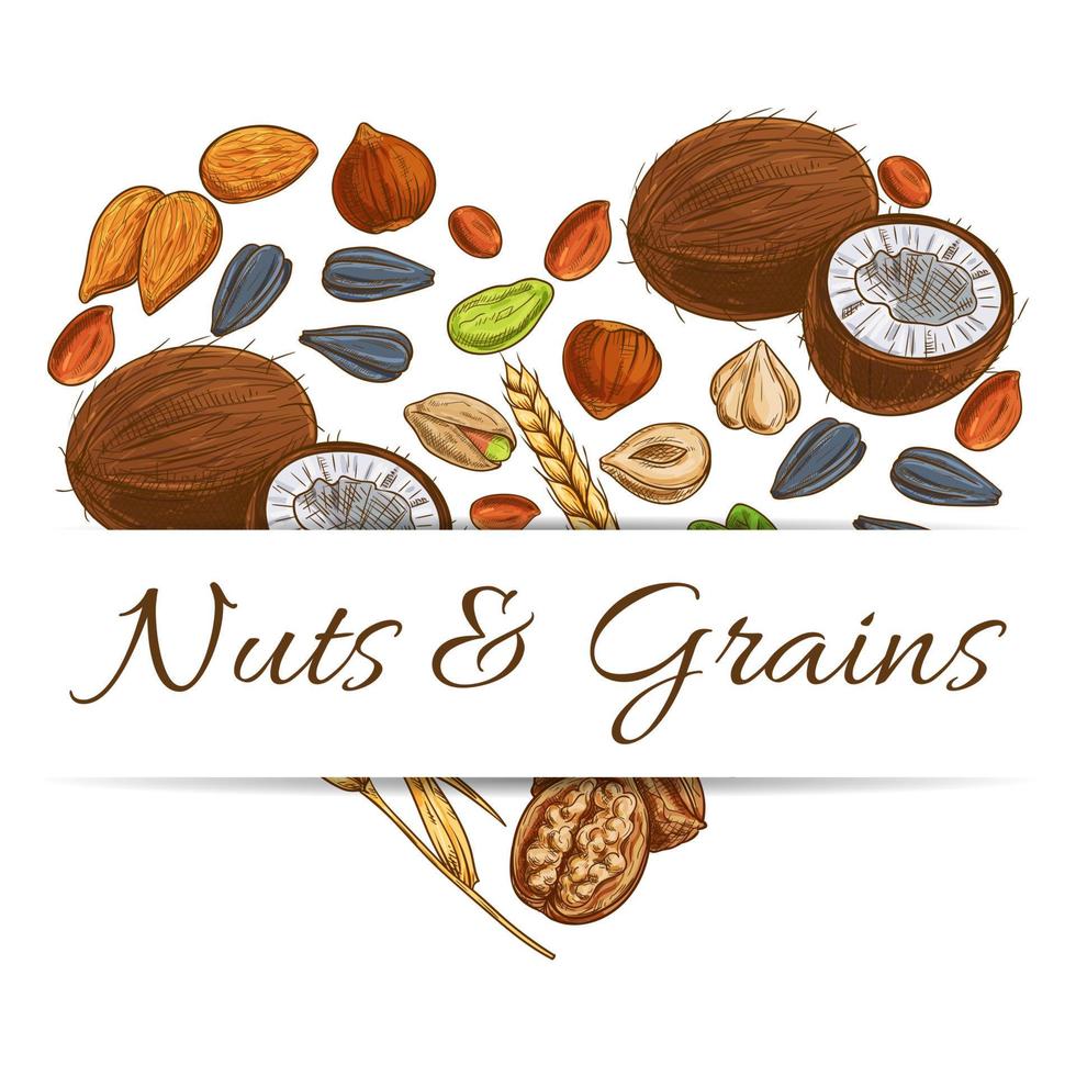 Heart made up of nut, grain, seed and bean vector