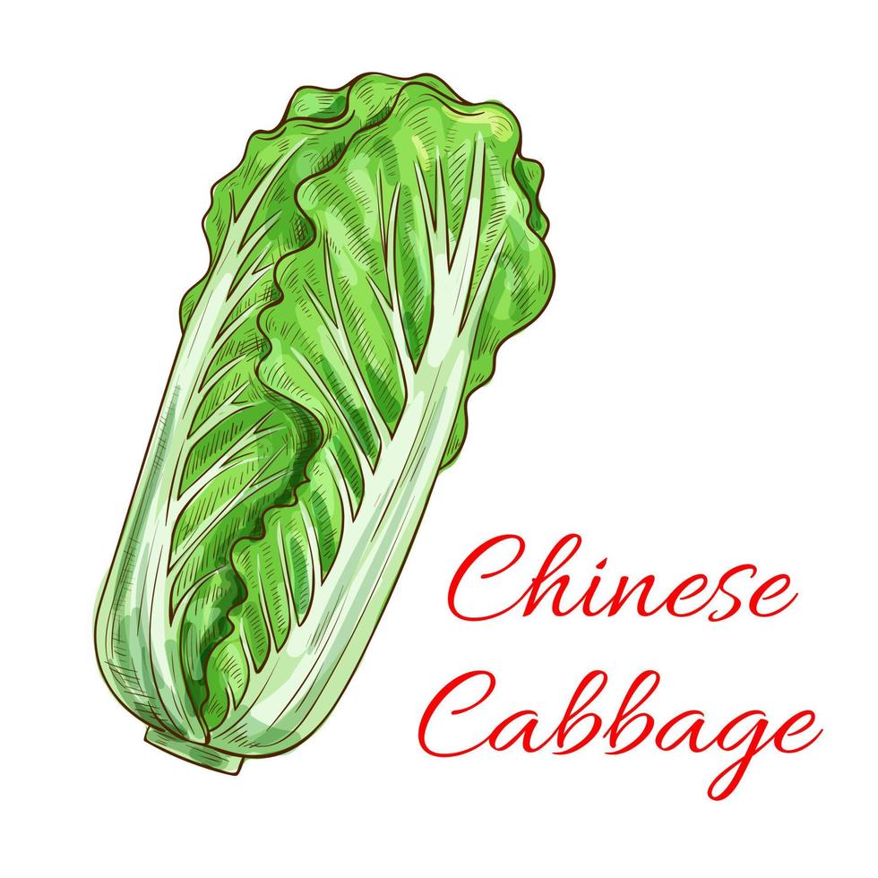 Chinese cabbage napa leafy vegetable isolated icon vector