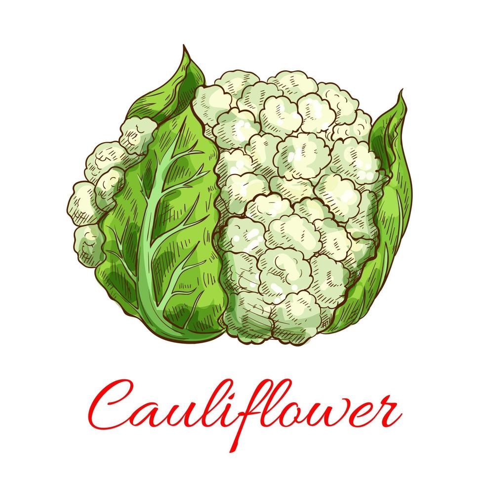 Green cauliflower vector isolated vegetable