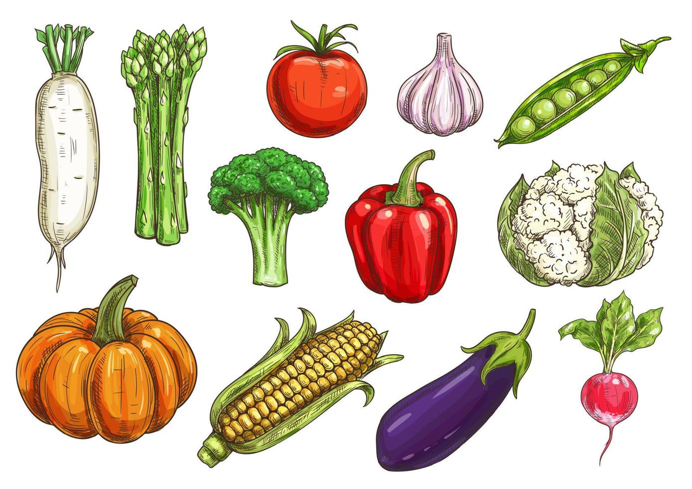 bocetos de vegetales frescos para el diseño de temas de comida vector