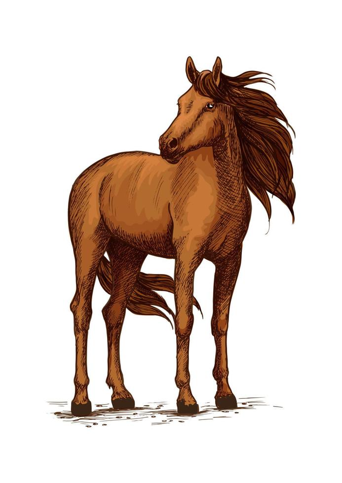 boceto de caballo de pie, mustang salvaje o semental vector