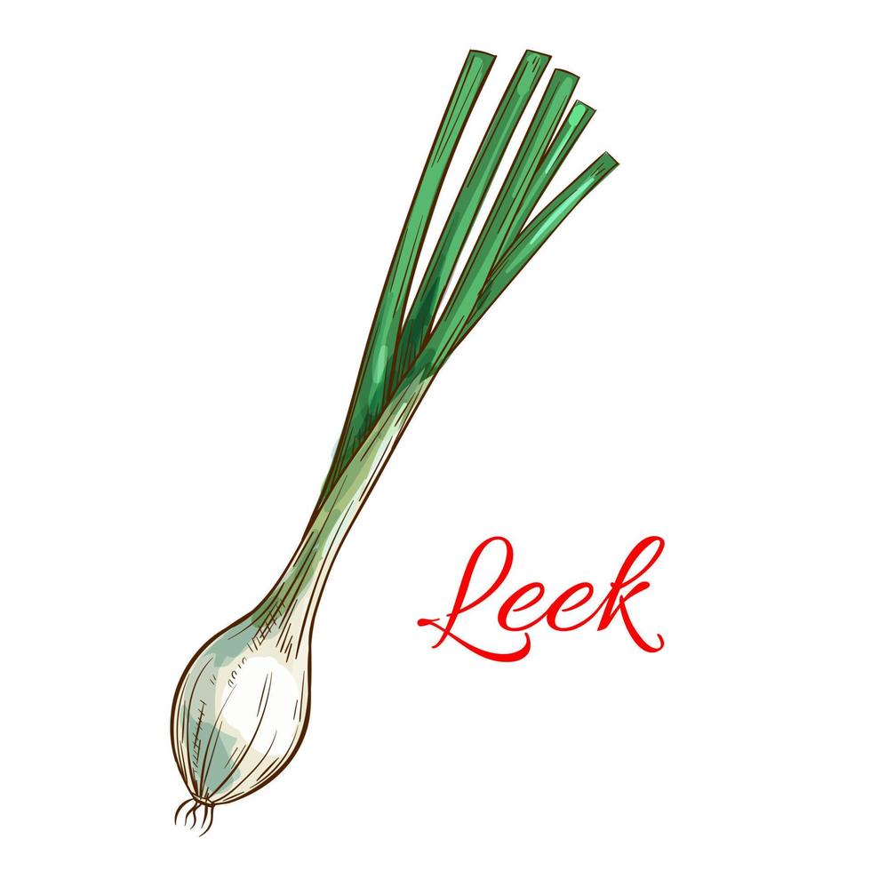 Leek vegetable plant vector isolated sketch icon