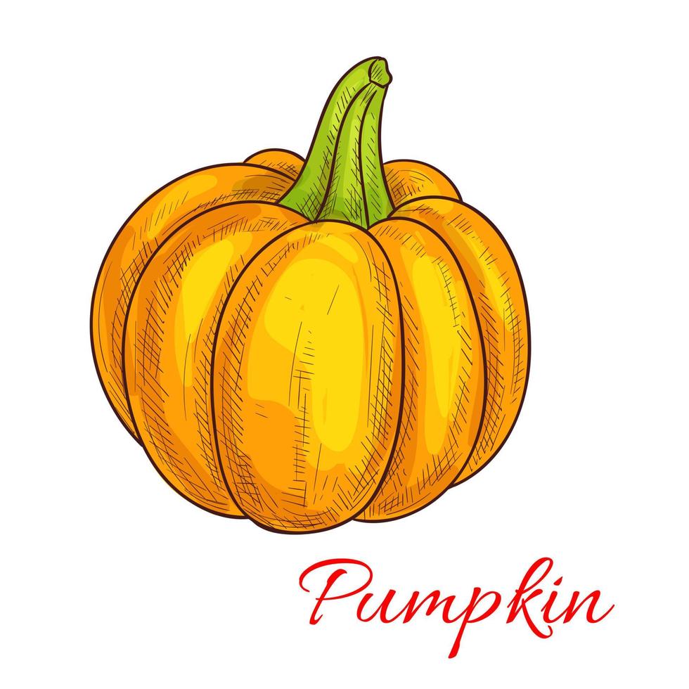 calabaza, vegetal, vector, aislado, bosquejo, icono vector