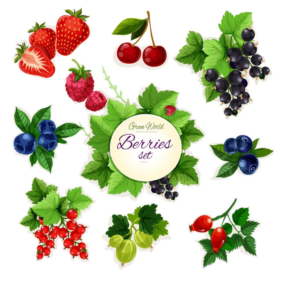 Berries. Forest and garden isolated berry icon set vector