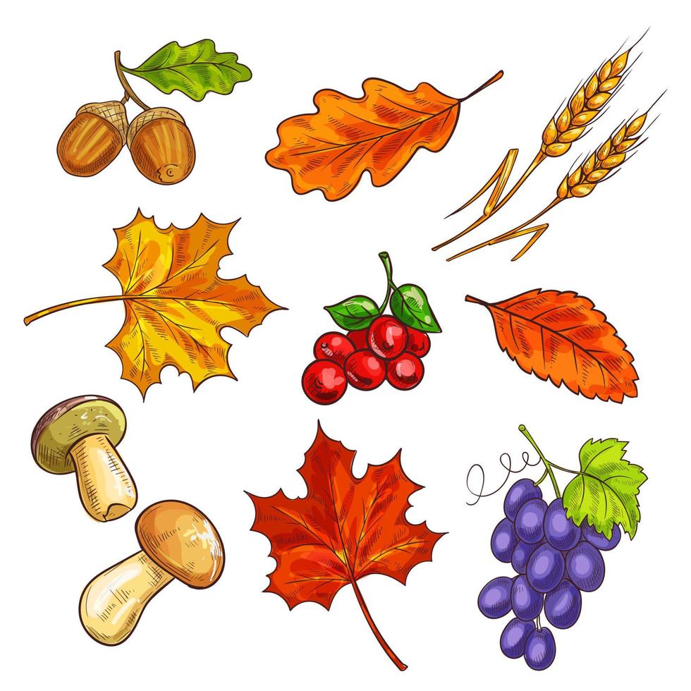 Berries with autumn leaves and mushroom vector