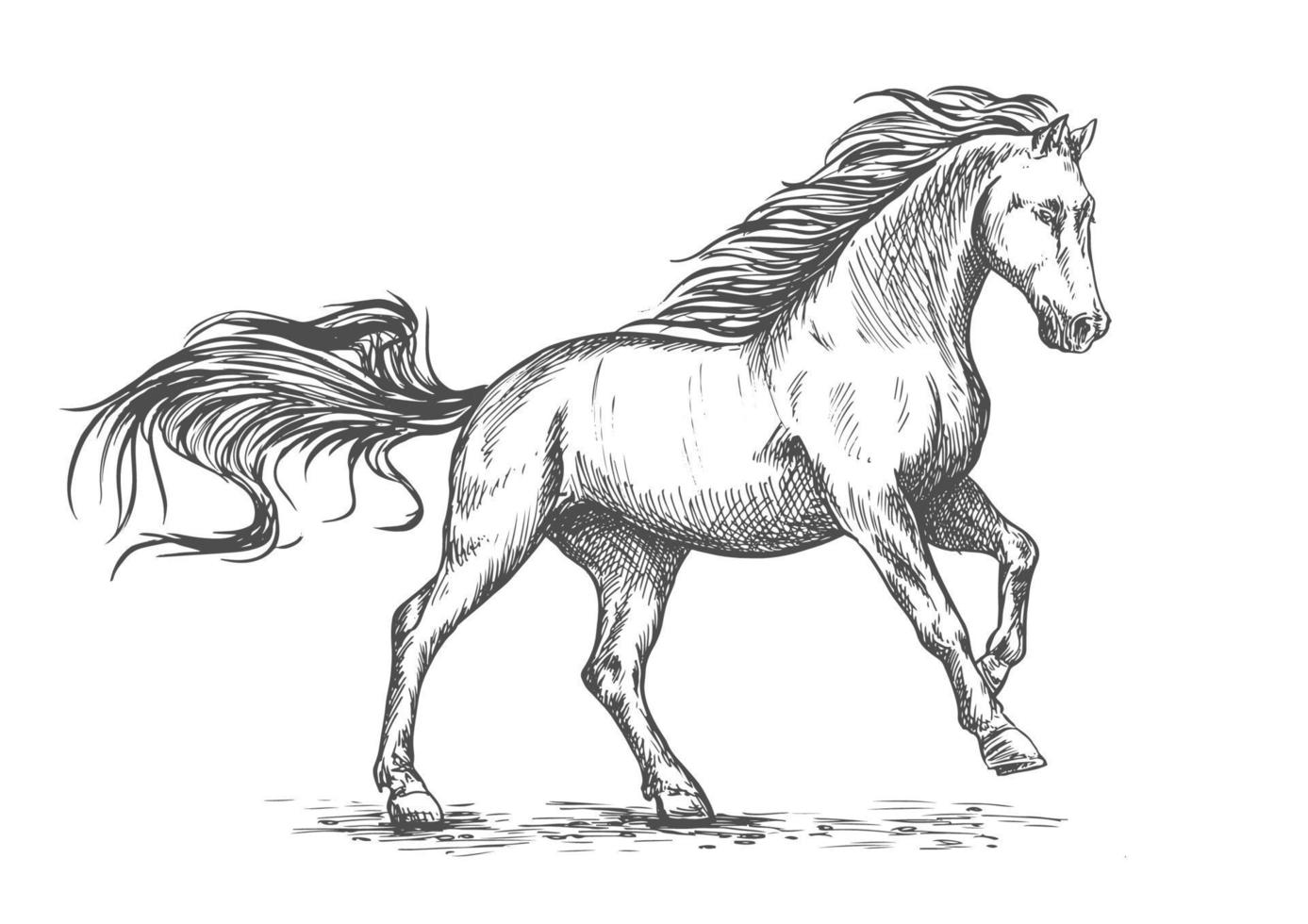 Running galloping white horse sketch portrait vector