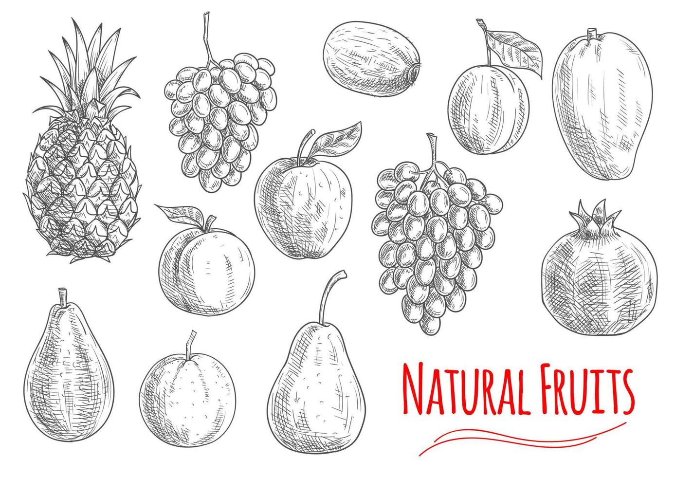 Natural fruits sketches for vegetarian food design vector