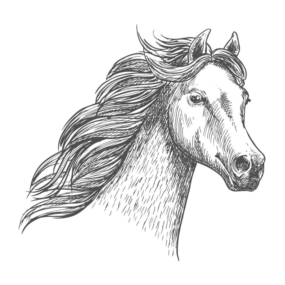 retrato de bosquejo de caballo agraciado blanco vector
