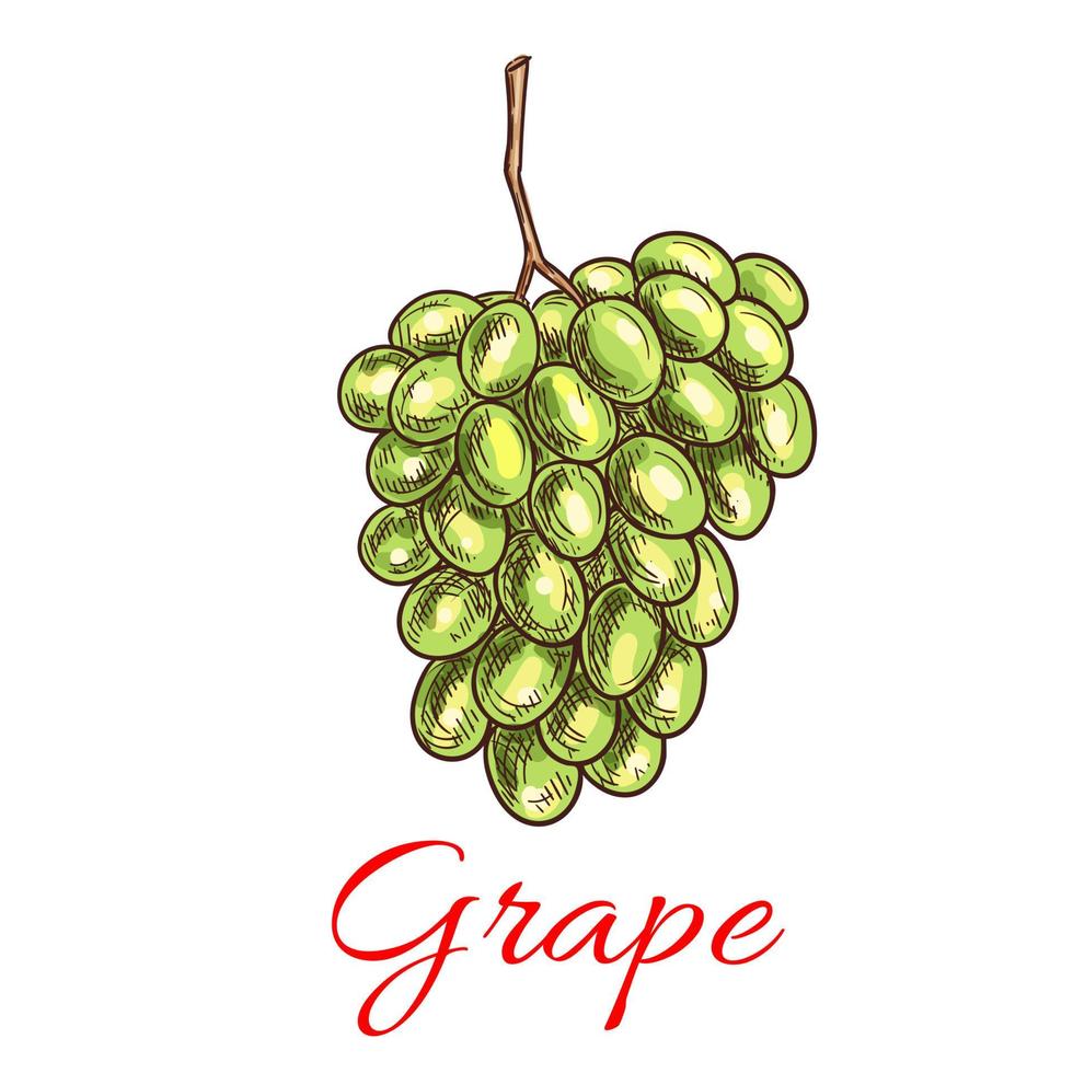 Grape bunch of green, white grapes. Sketch icon vector