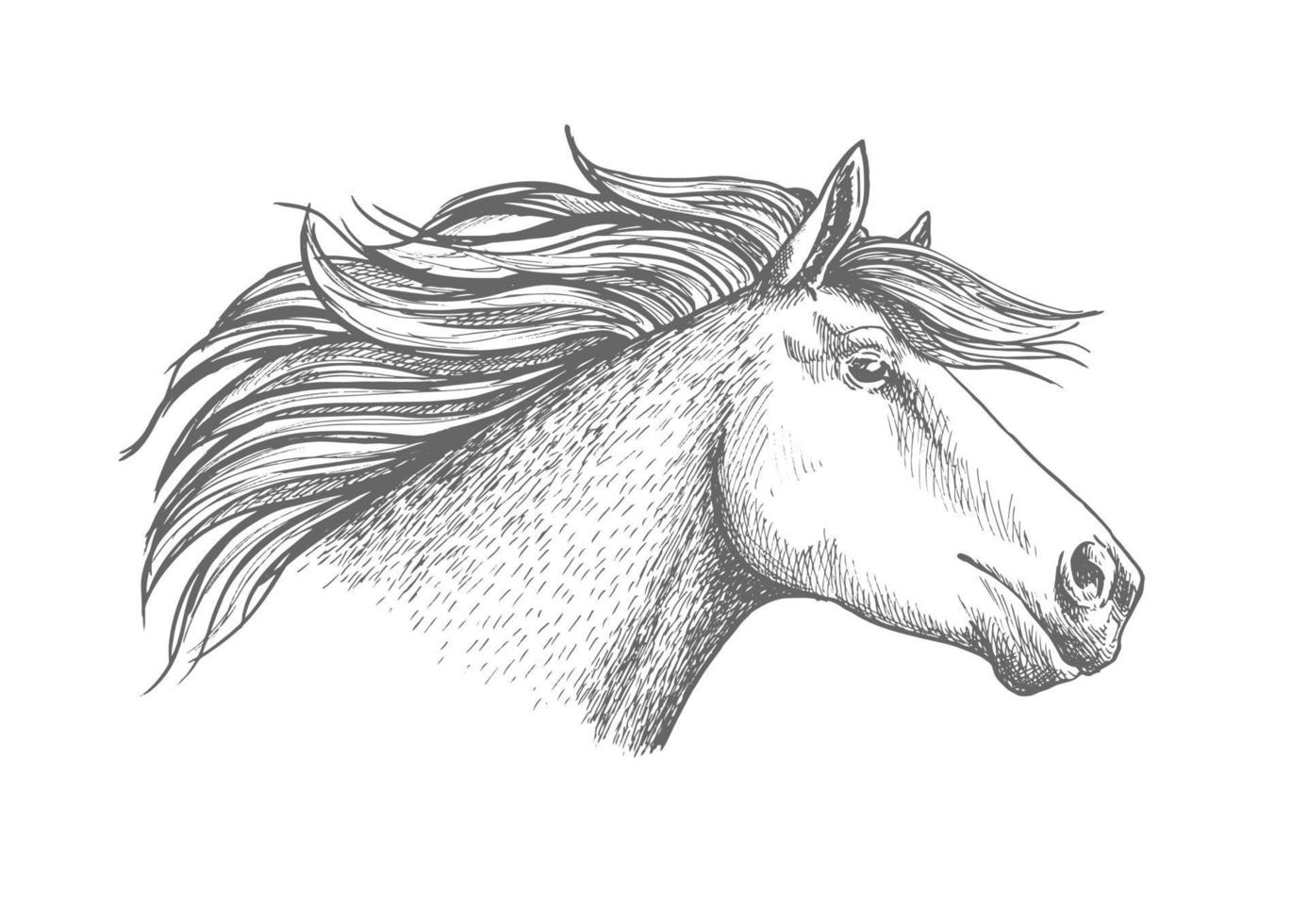 emblema del deporte del bosquejo de la cabeza de caballo vector