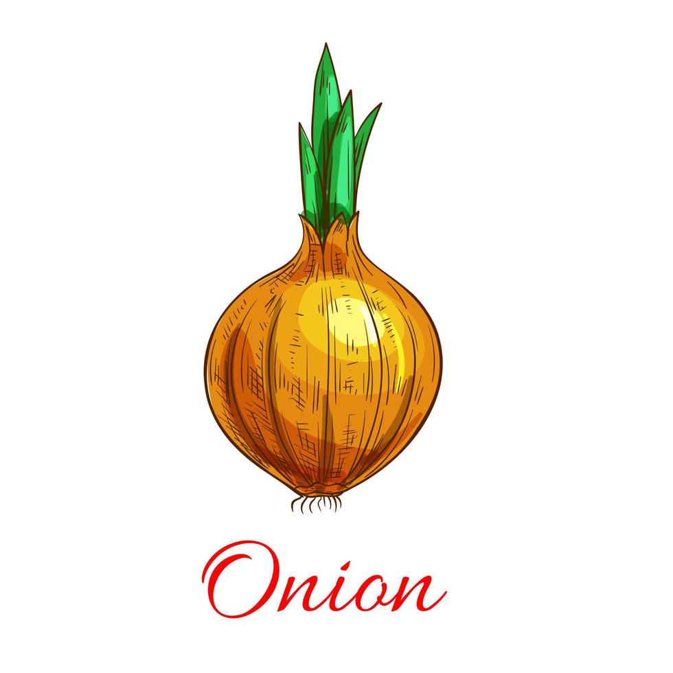 Onion vegetable with green leaf sketch vector