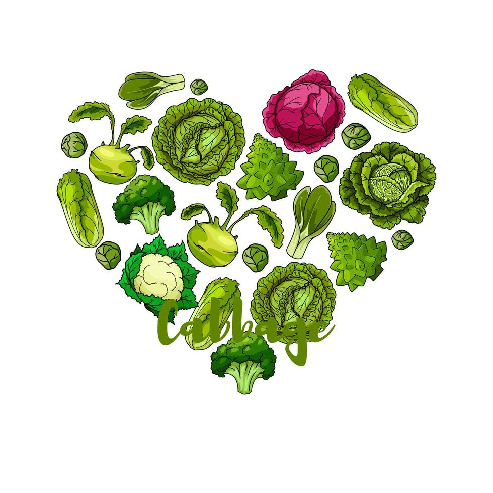 cartel de vector de forma de corazón vegetal de repollo