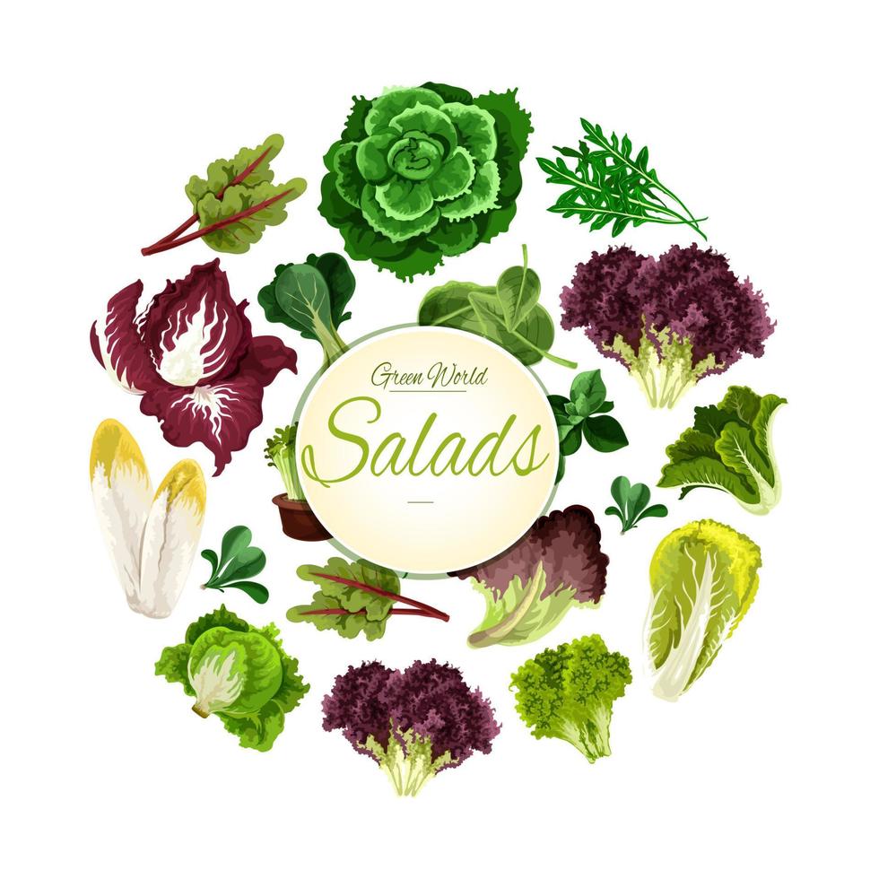 cartel de ensaladas de verduras de hoja verde vectorial vector