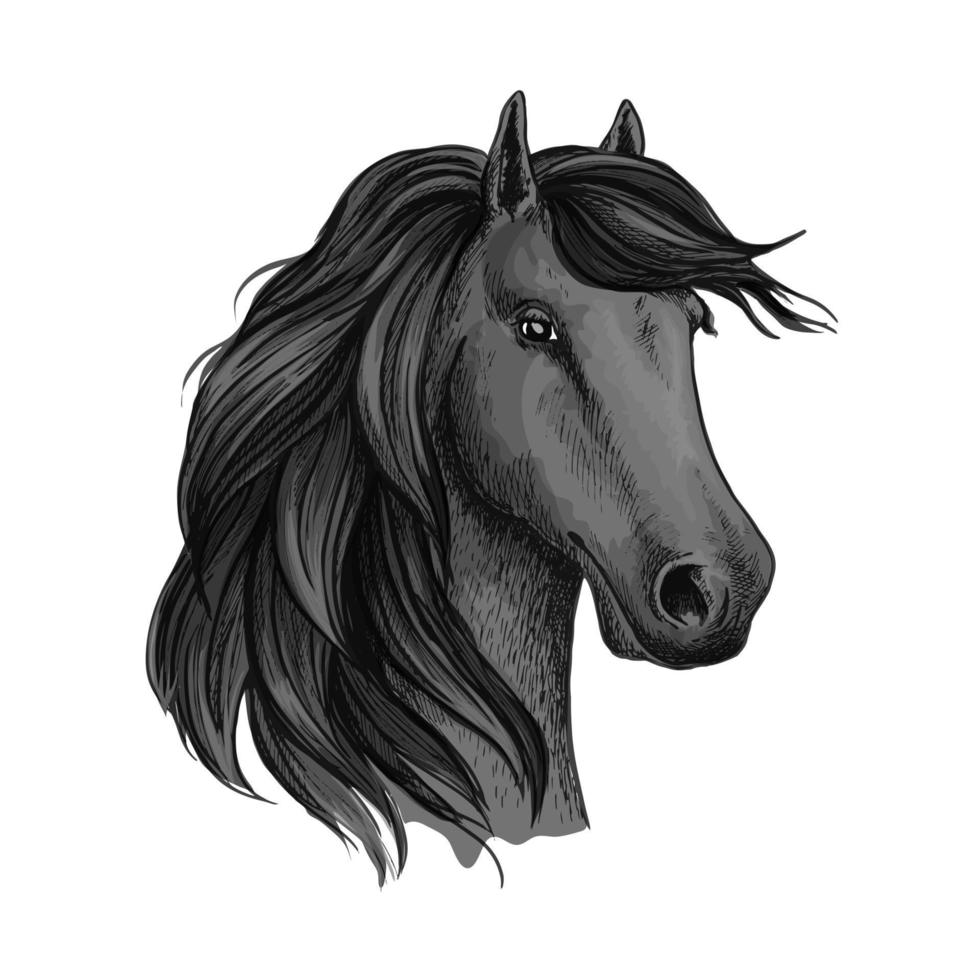 Sketched head of mustang or horse, stallion vector