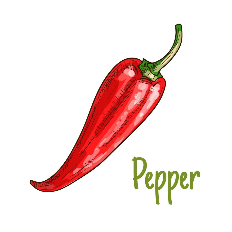 Red pepper vegetable sketch icon vector