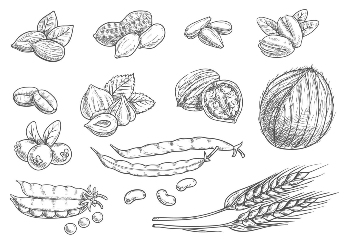 Nuts, grain pencil sketch icons on blackboard vector