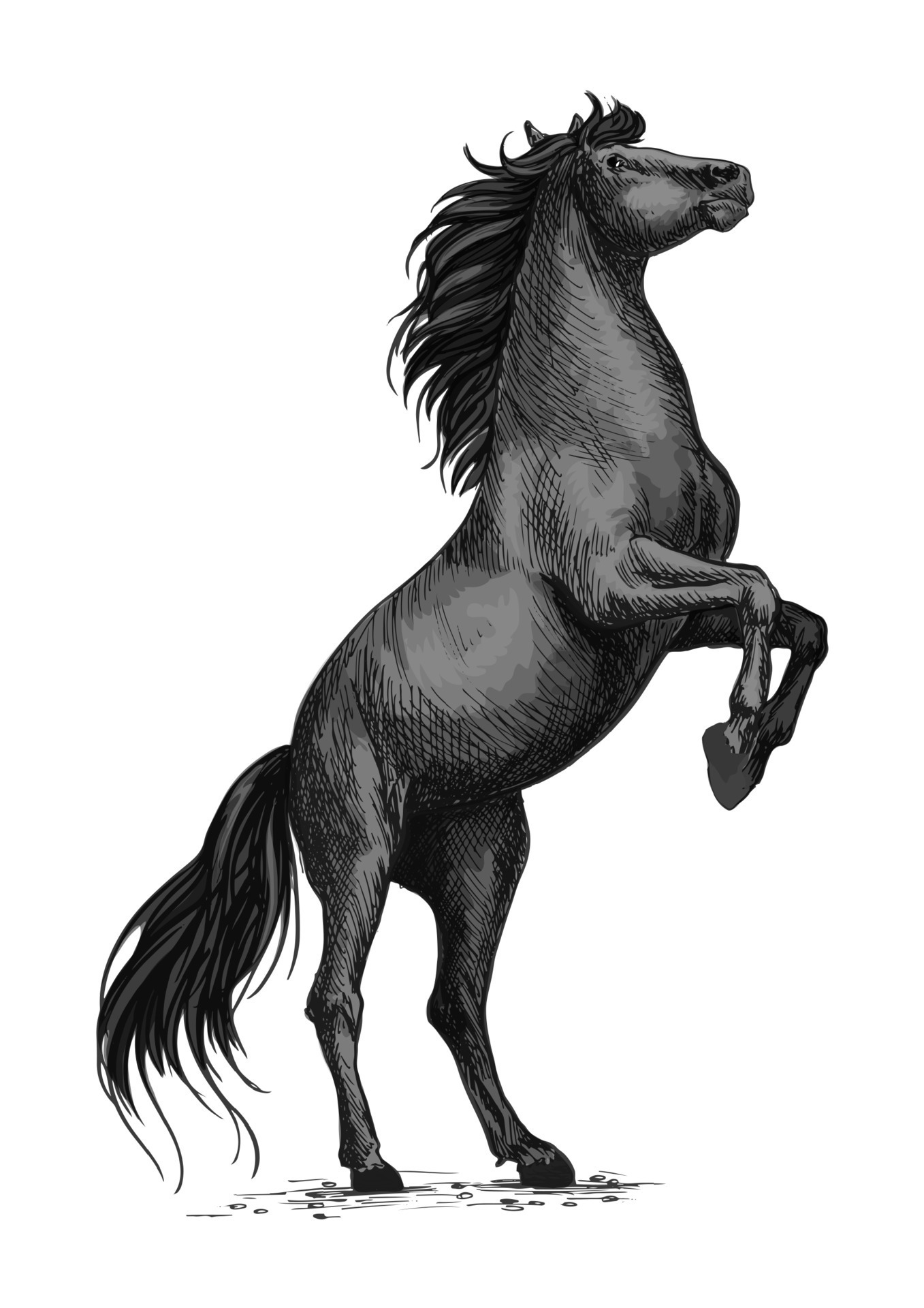 Rearing black horse sketch for equine sport design 11777182 Vector Art at  Vecteezy