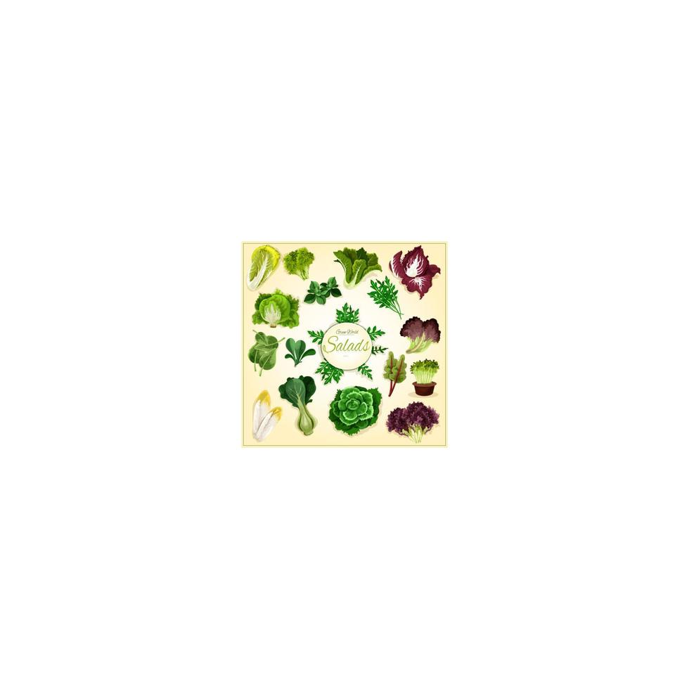 Salad leaf and vegetable greens poster vector