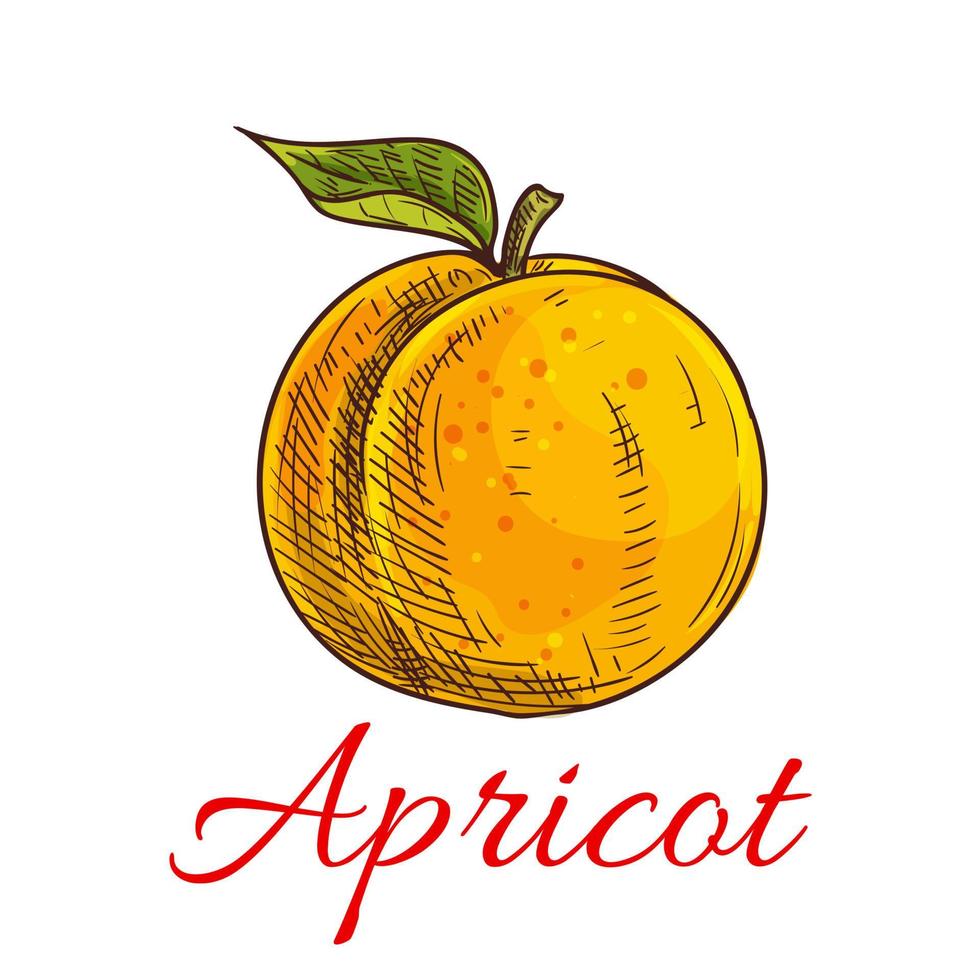 Apricot fruit vector sketch icon