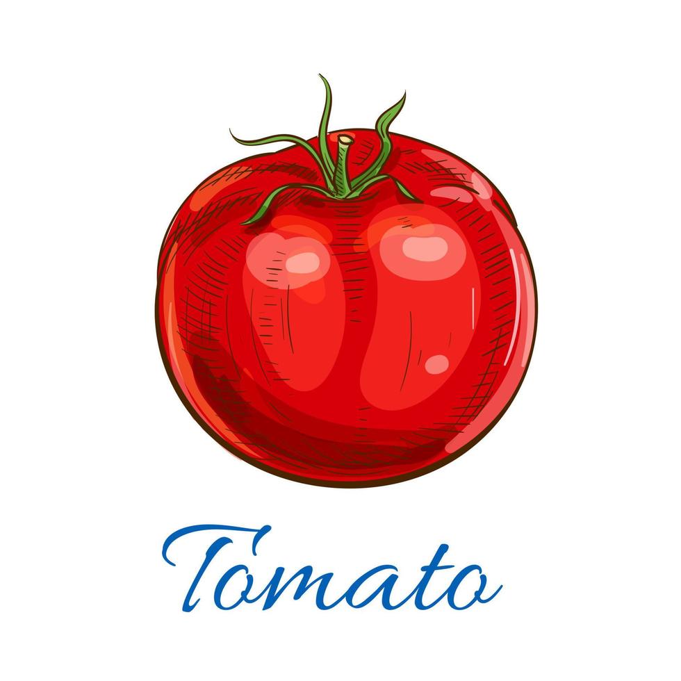 tomate rojo maduro fresco con icono de esbozo de hojas vector