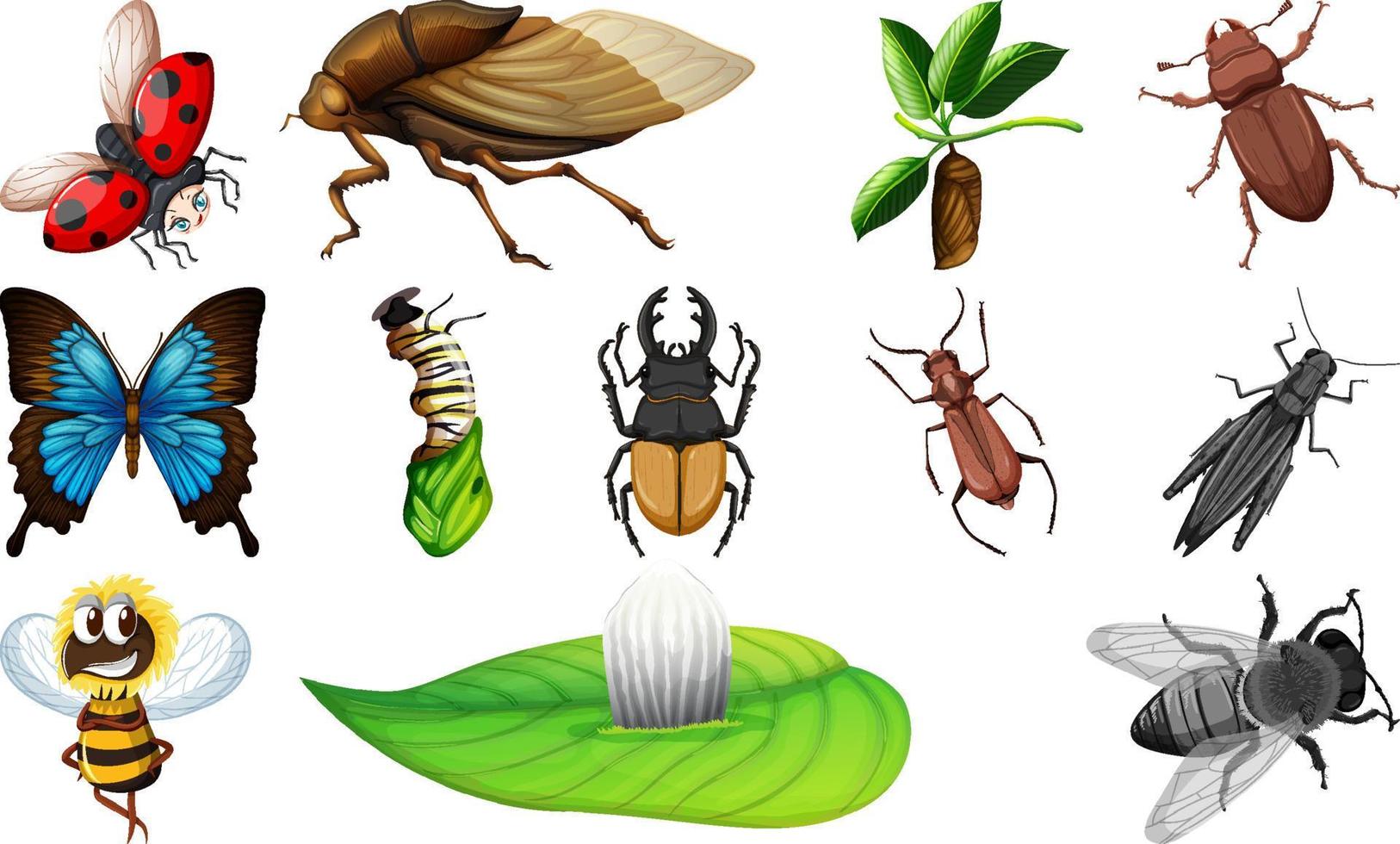 Different kinds of insects collection vector