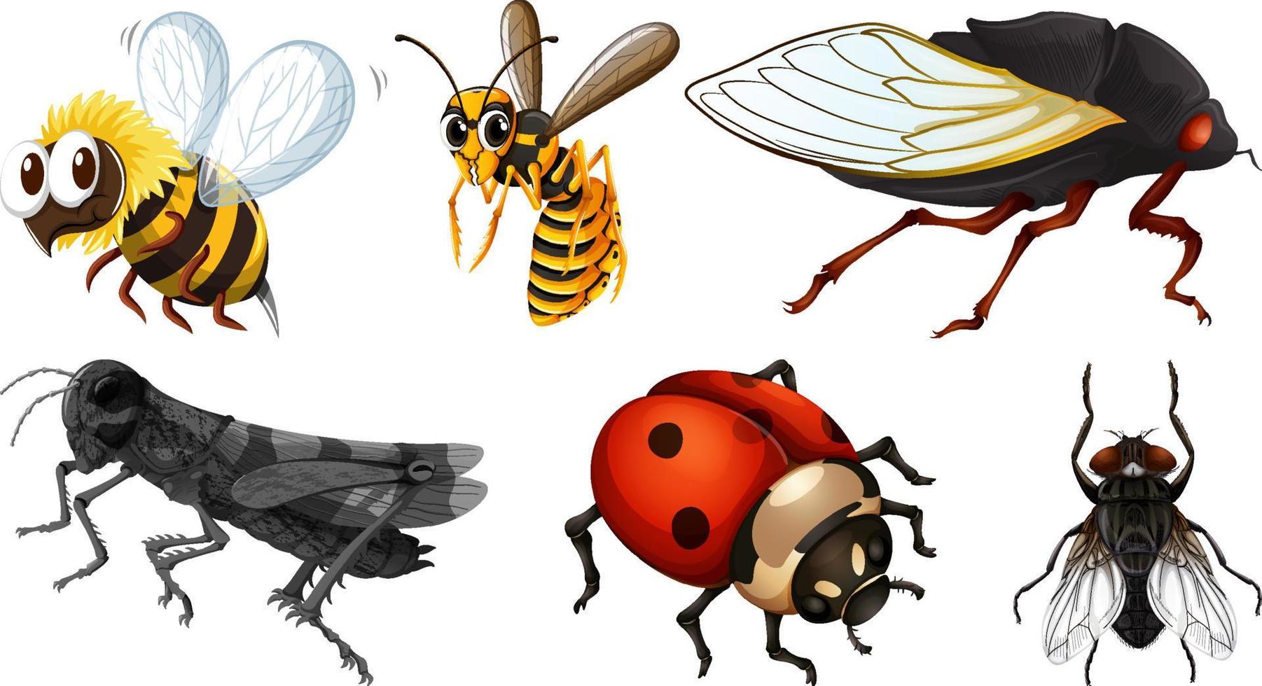 conjunto de diferentes tipos de insectos vector