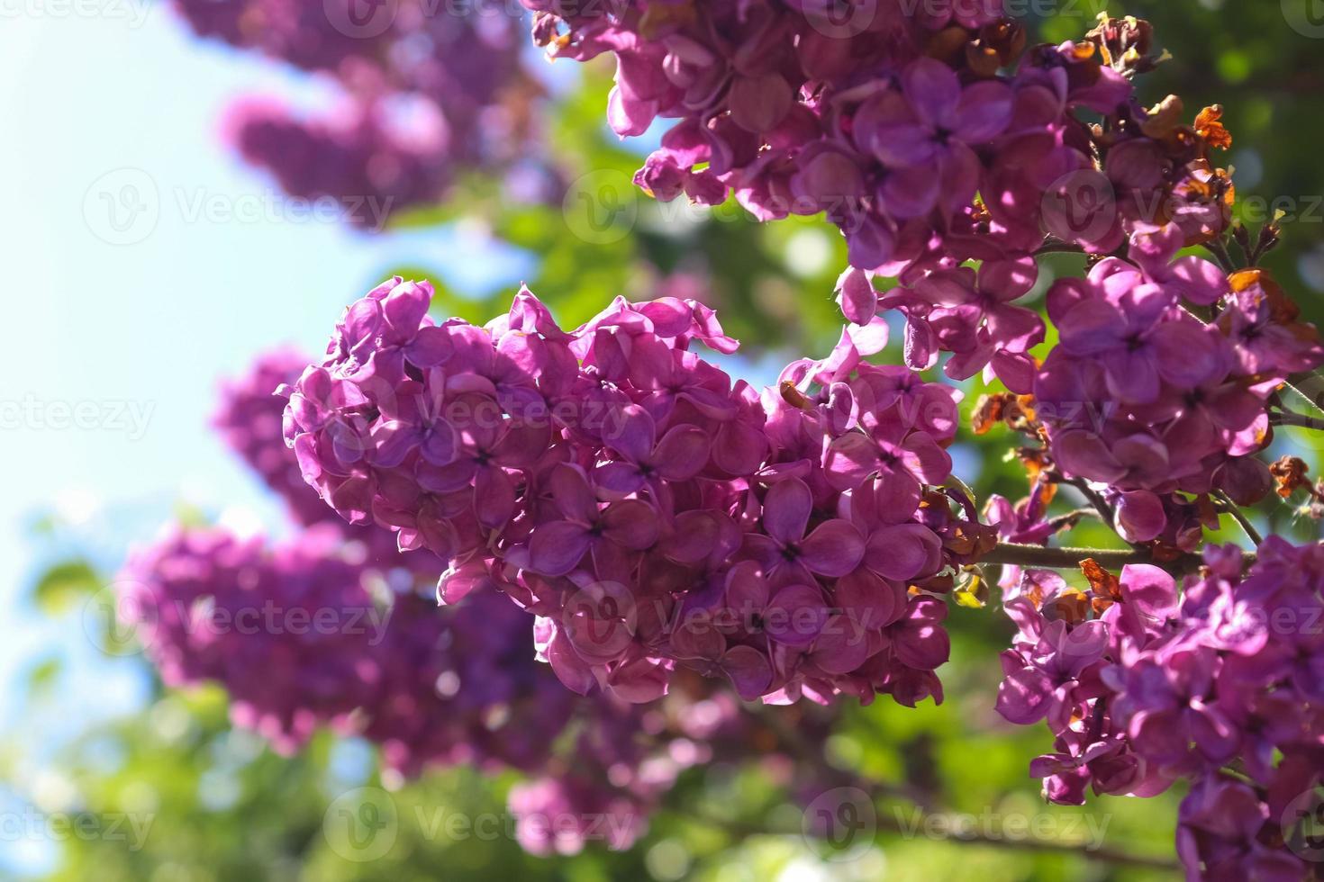 Lilac tree syringa vulgaris in front of a clear blue sky during spring on a sunny day photo