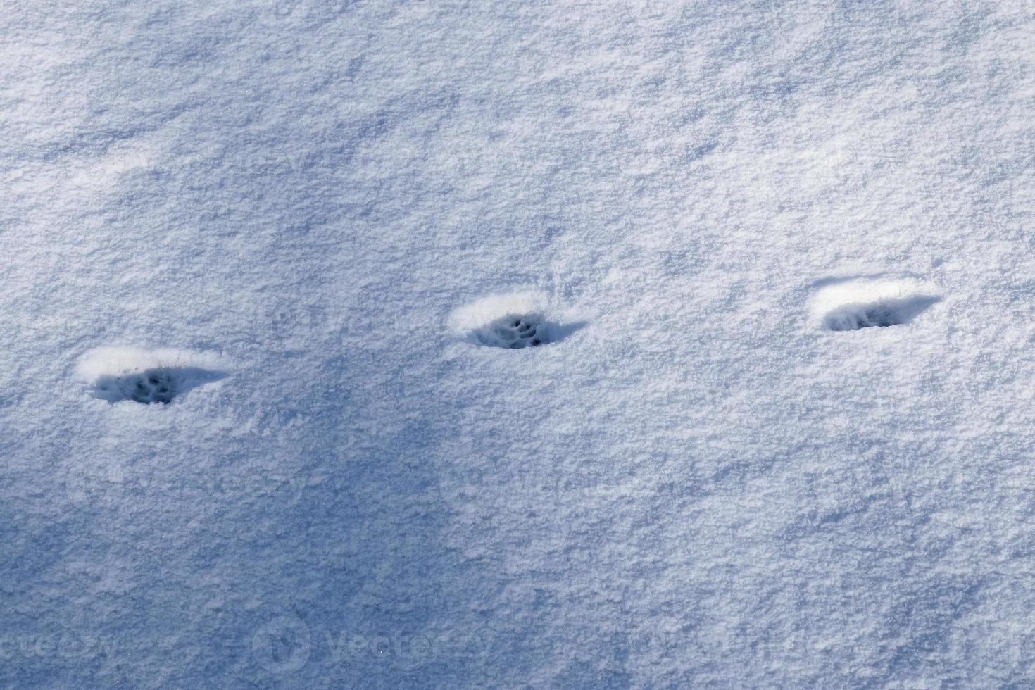 Footprints of animals and birds in fresh white snow in winter photo