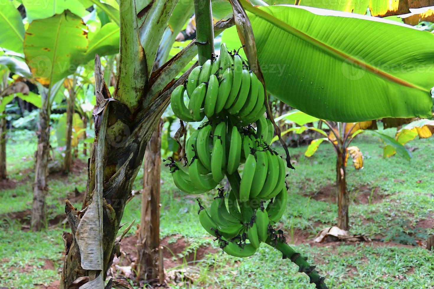 Close up of different fruits hanging on trees taken on the Seychelles islands photo