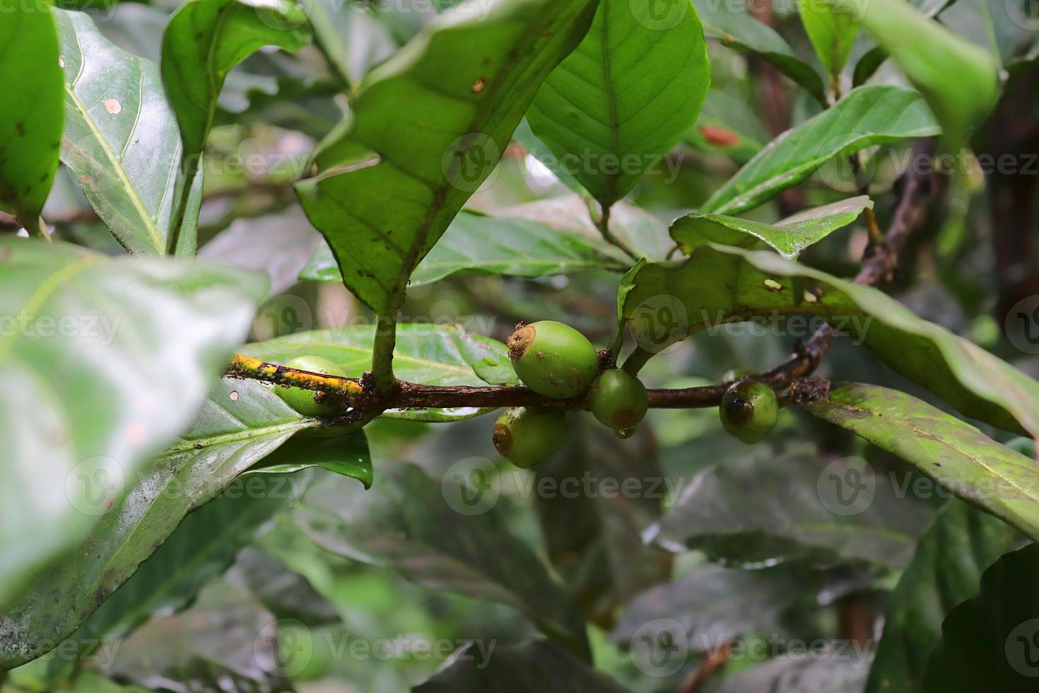 Coffee plants with green fruits taken on the seychelles. photo