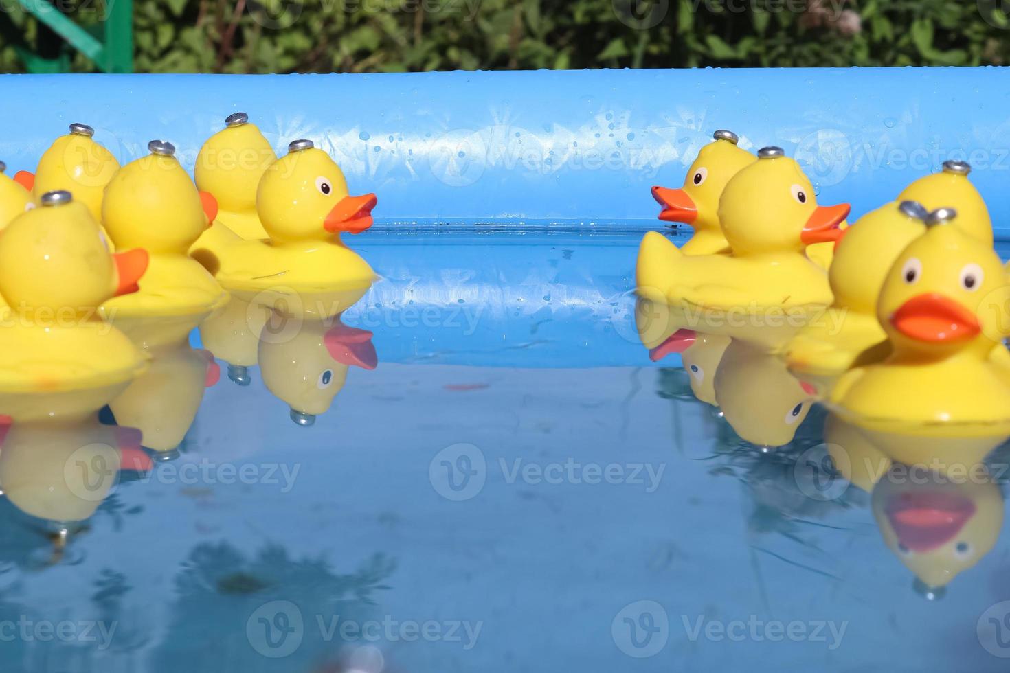 Selective focus. Many yellow rubber ducks swimming in circles in a pool. photo