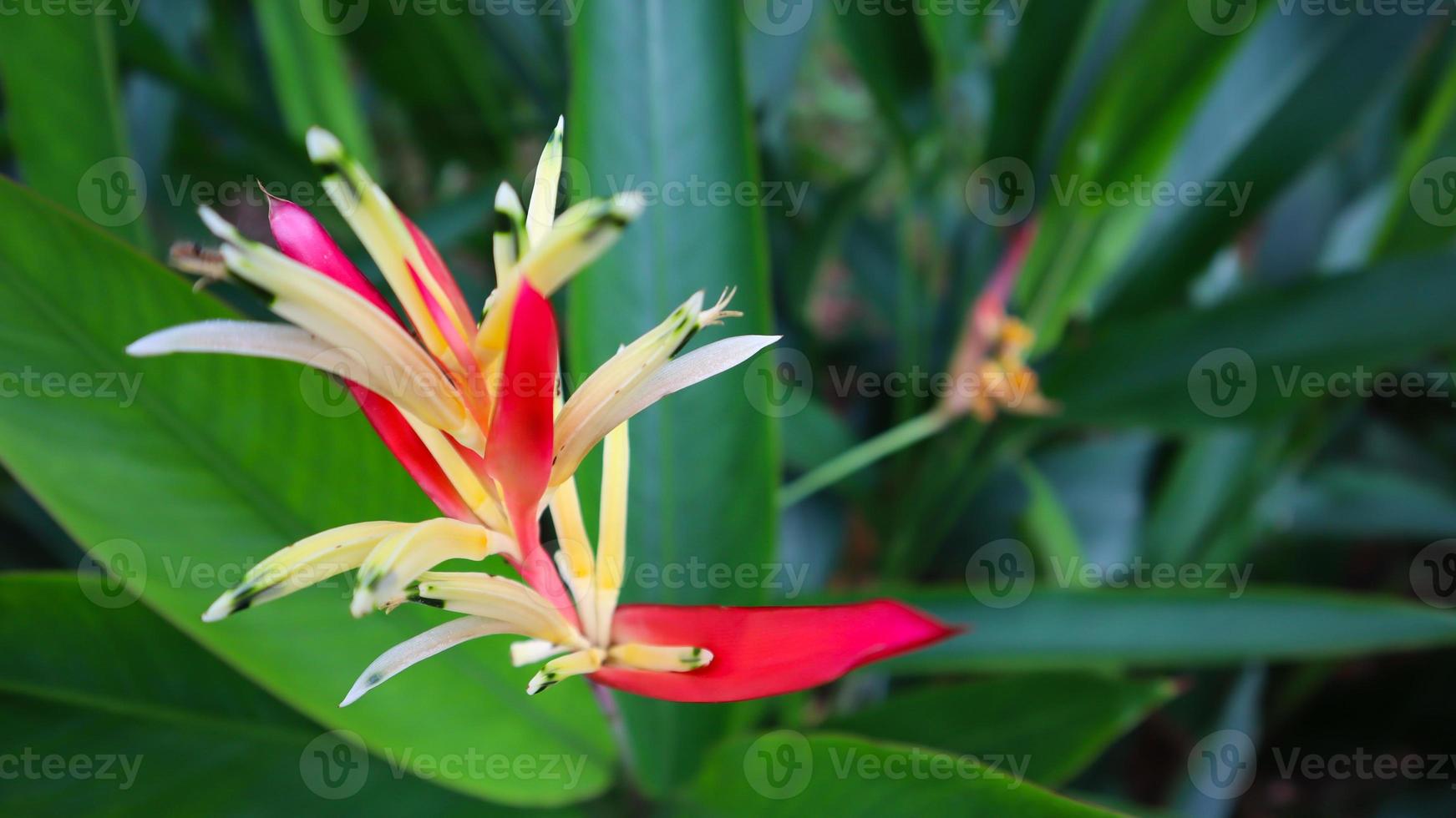Beautiful flower, green tree and leaf texture photo