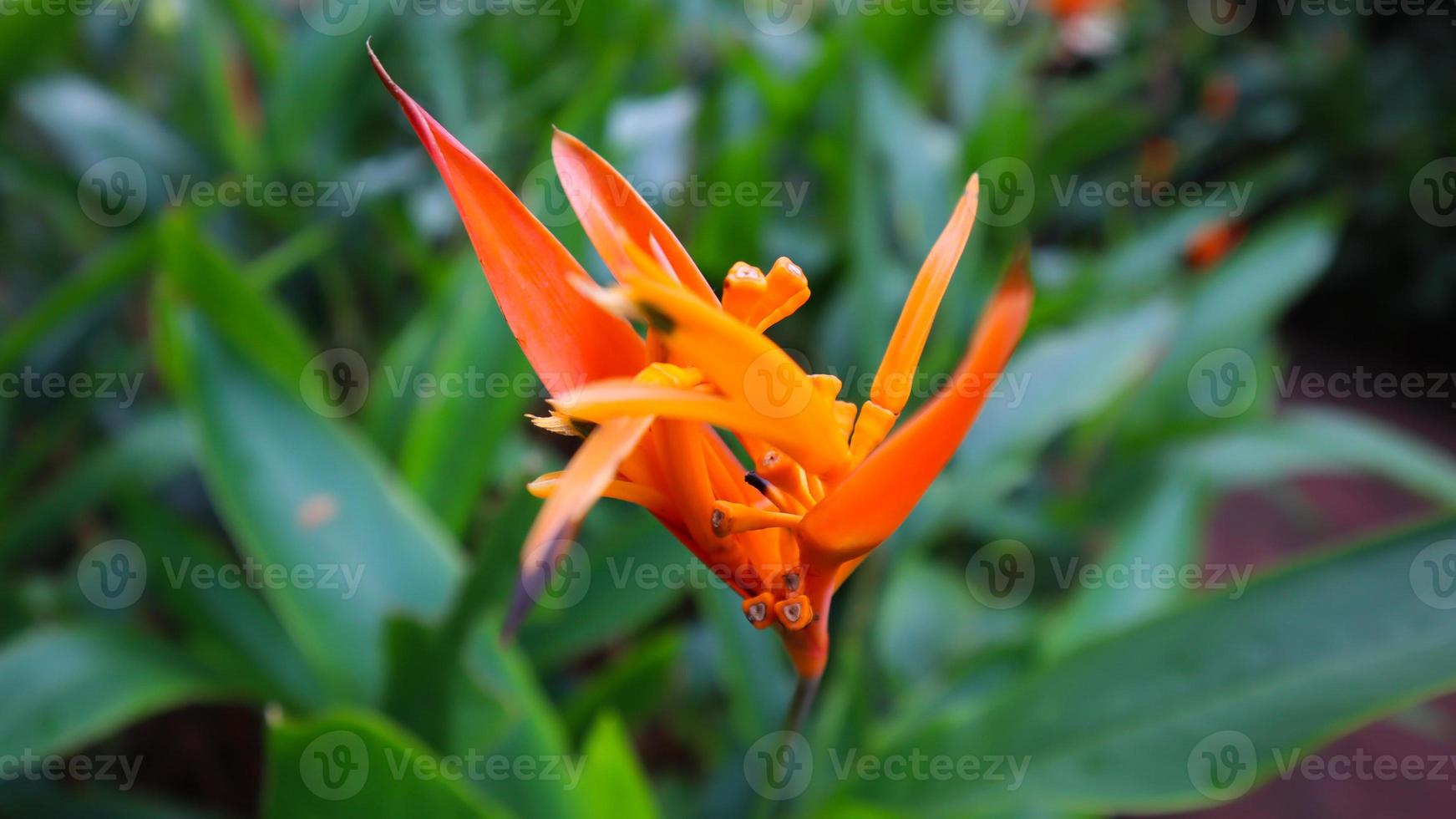 Beautiful flower, green tree and leaf texture photo