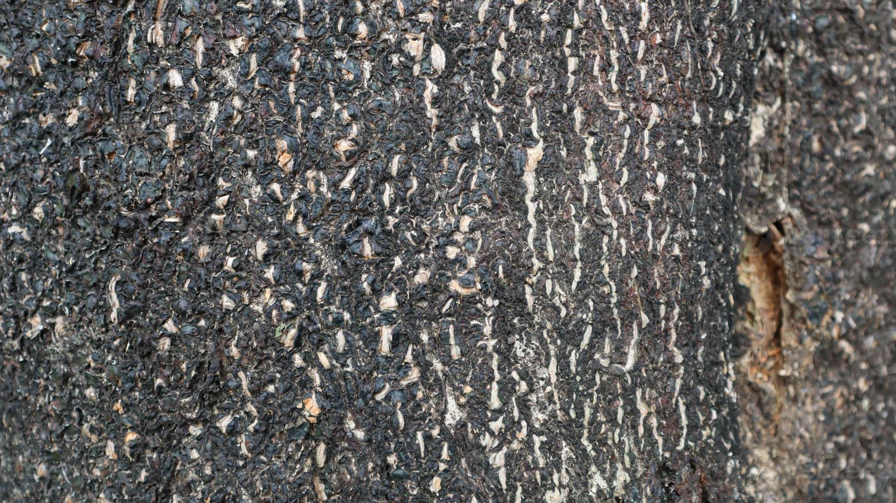 Tree bark pattern and texture photo