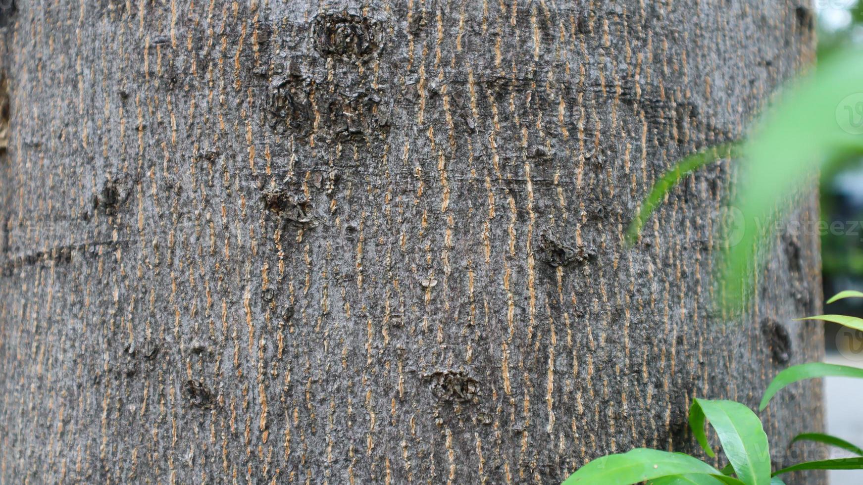 Tree bark pattern and texture photo