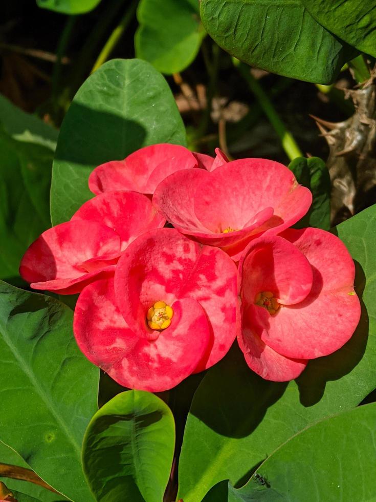 Euphorbia or crown of thorns is one of the ornamental plants that are often found as decorations in the home page. This plant has flowers with beautiful colors, but the stems are filled with thorns. photo