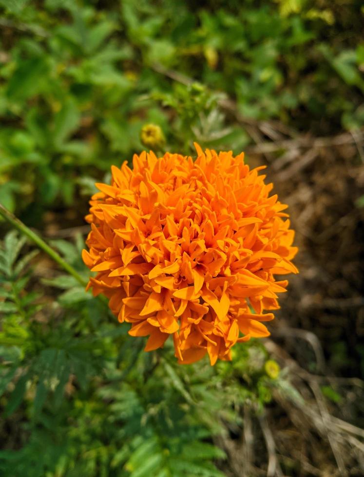 Orange marigold flowers. This flower has the meaning of beauty, wealth